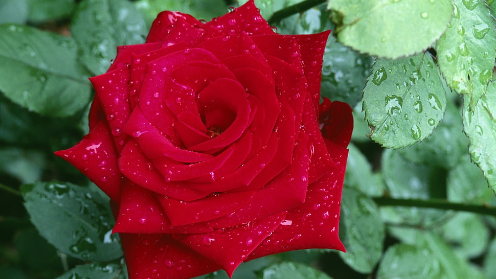 red Rose flower HD wallpaper